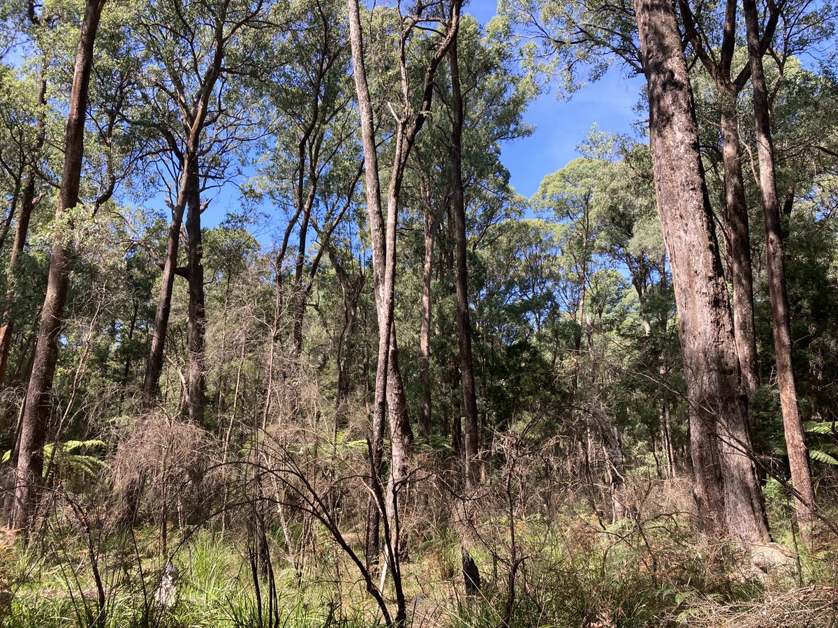 This mixed species forest of eucalypts might look a bit scrappy but it’s a hot spot for endangered Greater Gliders in the Yarra Ranges. This week students from @UniMelb⁩ found 26 individuals along a single 500 m transect, with glider expert ⁦@gliderhabitat⁩