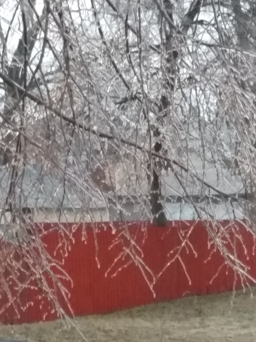 AmyMill30897277's tweet photo. Freezing rain in Michigan 🥶 have the tree's looking so beautifully enchanting 💕 https://t.co/XDoug7AzCB