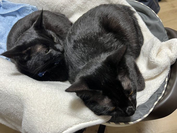 これは赤ちゃん用に買ったゆりかごにスポッと収まって丸くなるネコチャンたちの図 
