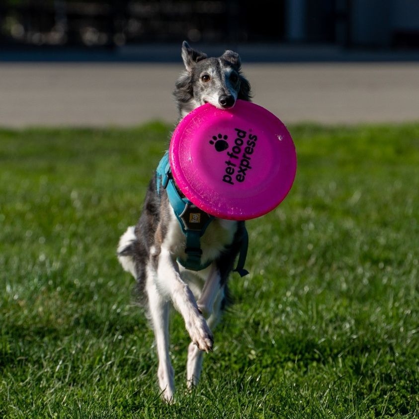 petfoodexpress's tweet image. You can't buy happiness, but you can buy a frisbee and spend an entire afternoon playing fetch with your dog. In our opinion, that's pretty close!⁠ 📷️: (IG) stella_and_freyja

Explore fetch toys: l8r.it/2kpP

#petfoodexpress #californiapets #sighthound