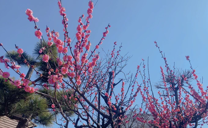きれー 