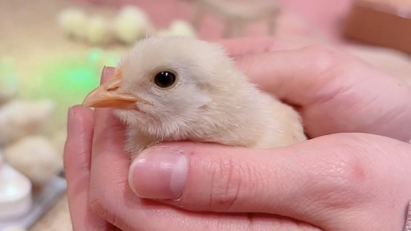 アニマルカフェにてちょっとだけ浮気してきちゃいました🙊🐥🐥