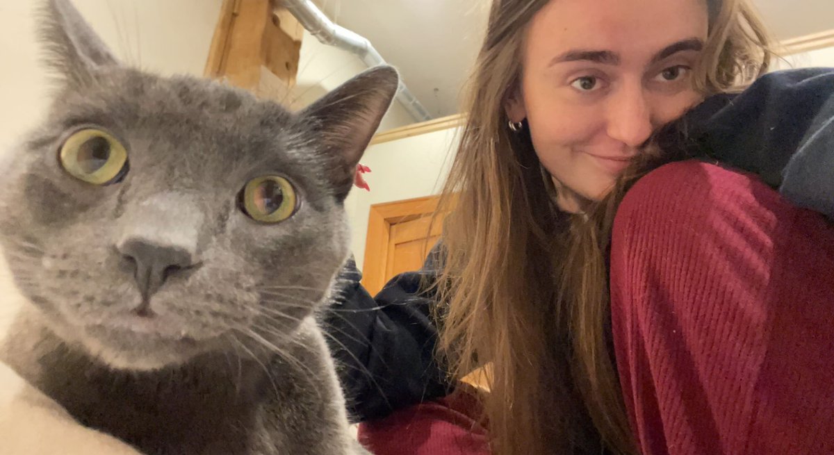 _sophicially's tweet photo. my cat everytime he sees his own reflection: https://t.co/jX6U0ZFrgR