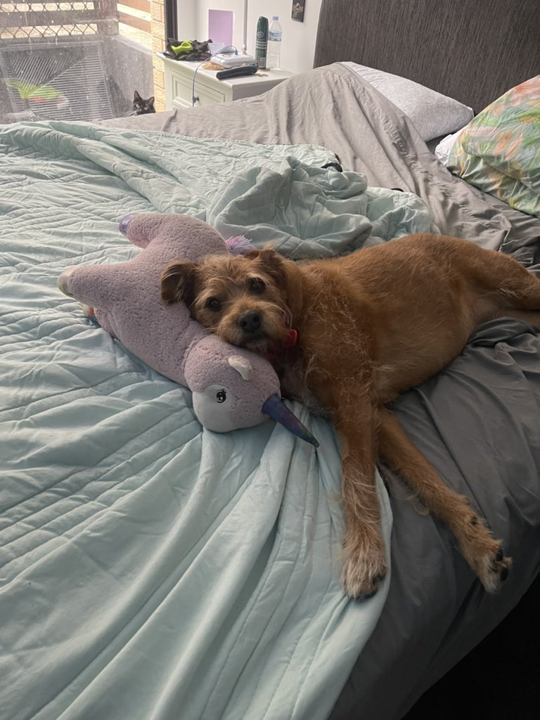 Hard day at the office frens. Does the work never end? Am exHAWsted. #ZSHQ #DogsofTwittter