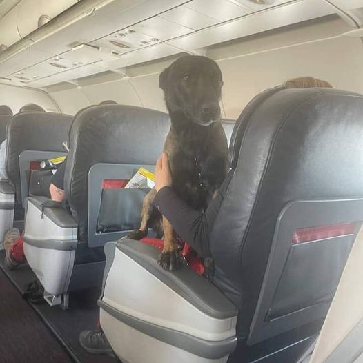 Turquía no permitió que los perros rescatistas viajen de vuelta a sus países de origen en la bodega de equipaje.
Volvieron a casa en las aerolíneas turcas en asientos de primera clase.