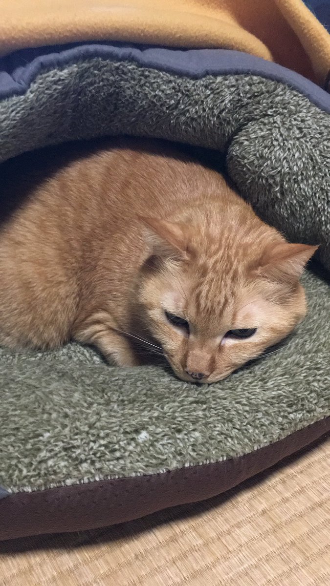 kaniusaghi's tweet image. 皆様こんにちは♪
朝から雨で
いつも以上にまったりこん
昨日は楽しかったな〜
ニャンコさんが溢れてた
いろんな所の
看板ニャンコ😺
長生きして欲しいな❗️
＃毎日が猫の日