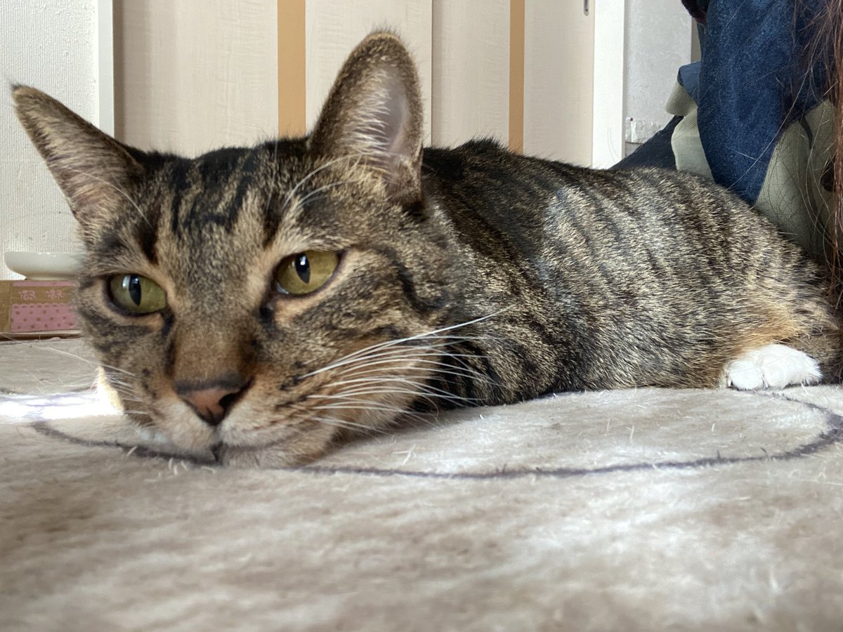 Partenza_velo's tweet photo. ネコの日だったね。

我が家は飼い主がストーカーと化し���真撮りまくるわ貢ぎ物※爪研ぎ献上するわ、おやつがいつもよりちょっぴり多めだわの日。

でもこれ、ほぼ日常。

＃猫の日 https://t.co/n9jfteKCCG