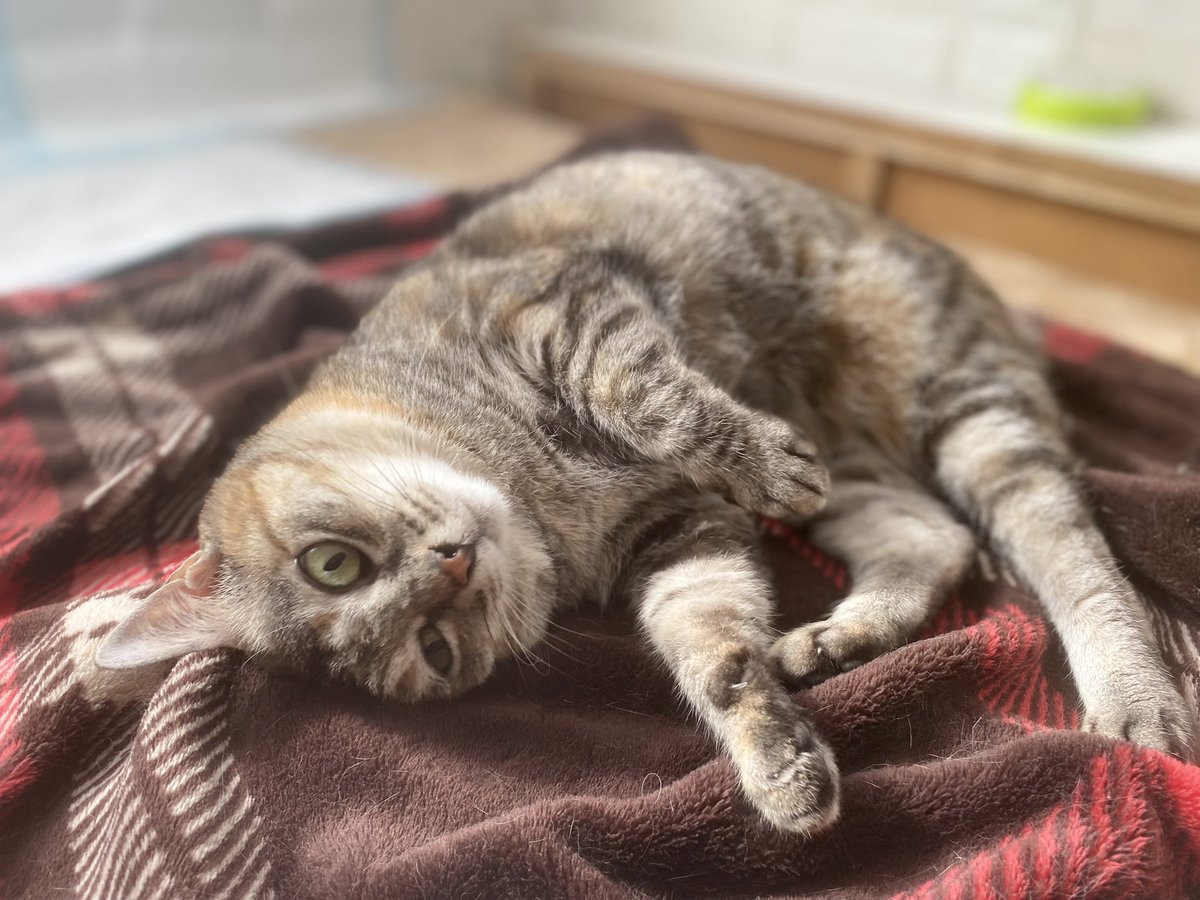 Partenza_velo's tweet photo. ネコの日だったね。

我が家は飼い主がストーカーと化し���真撮りまくるわ貢ぎ物※爪研ぎ献上するわ、おやつがいつもよりちょっぴり多めだわの日。

でもこれ、ほぼ日常。

＃猫の日 https://t.co/n9jfteKCCG