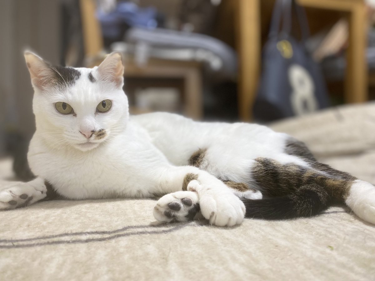Partenza_velo's tweet photo. ネコの日だったね。

我が家は飼い主がストーカーと化し���真撮りまくるわ貢ぎ物※爪研ぎ献上するわ、おやつがいつもよりちょっぴり多めだわの日。

でもこれ、ほぼ日常。

＃猫の日 https://t.co/n9jfteKCCG