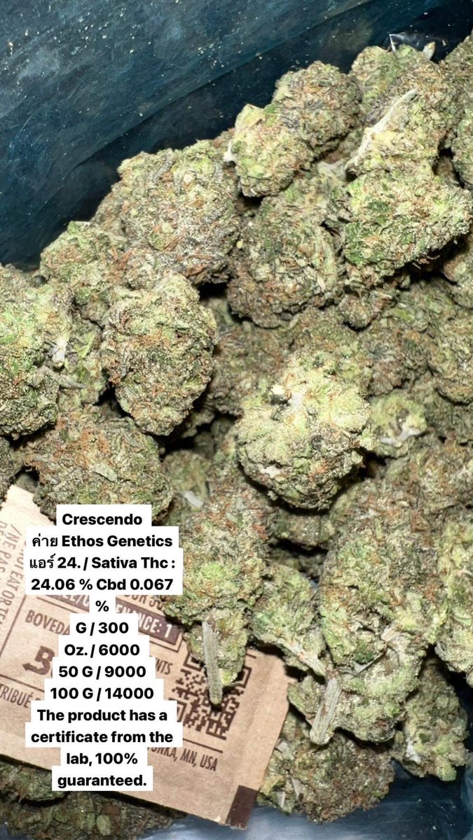 InGoddtripp's tweet photo. CSD (Sativa) 💨🍷
Ethos Genetics 

Price/300g   (เอาเยอะลดให้ได��ครับ)
Grab,นัดรัดได้ตามเส้น BTS หรือละเเวกใกล้เคียง 

DM https://t.co/U6NqJoLx8W   

#420community #weed #joint #กัญชา #กัญชาบางนา #กัญชากรุงเทพ #กัญชานอก #กัญชาราคาถูก #กัญชาอ่อนนุช #กัญชาอุดมส���ข #กัญชาพระขโนง https://t.co/T1DH3rSV93