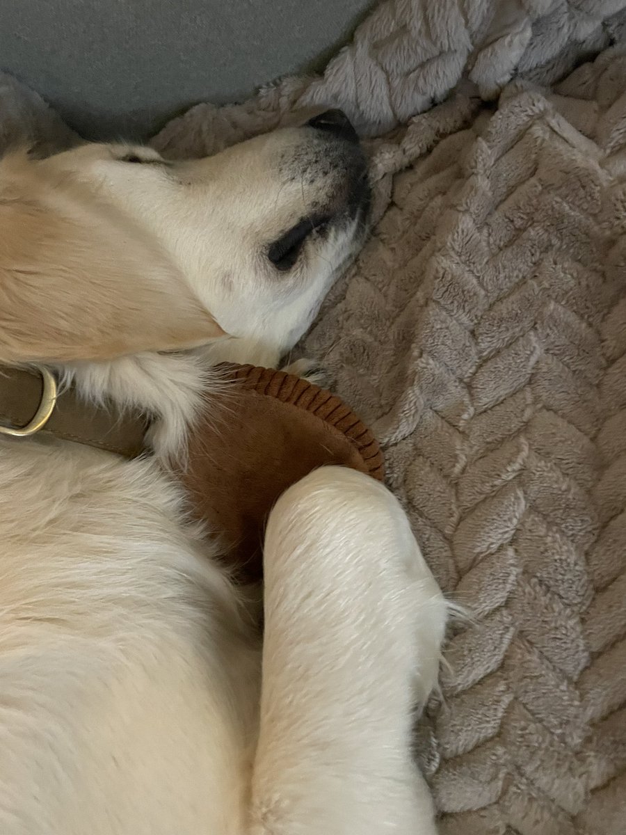 jlaffen's tweet photo. That time you got the thing you wanted. @barkbox https://t.co/AqzjdCwS54