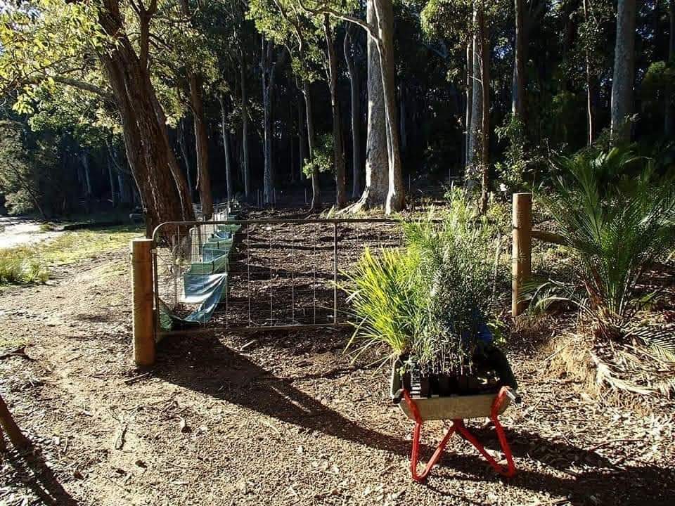TheFODGroup's tweet photo. Before and after photographs. Impressive Durras Lake shoreline rehabilitation project. You cannot have a health coastal lake without a healthy catchment. Think globally act locally. https://t.co/iEKYd4gijM