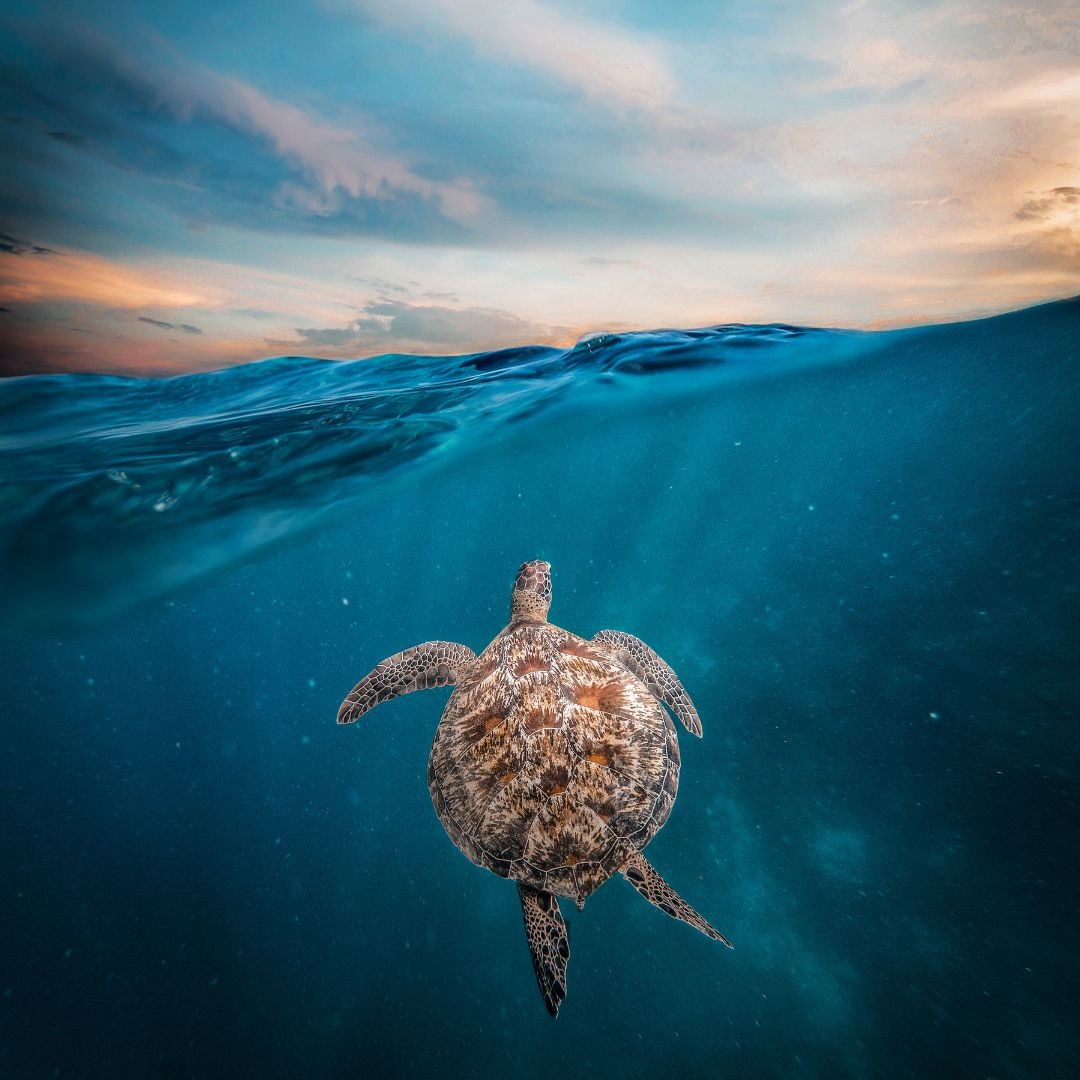There is still time for us together to make an impact on saving sea turtles. 

#seaturtles #seaturtleconservation #northcarolina #nc #clt #charlotte #raleigh #wilmington #asheville #animal #environment #animalphotography #underwaterphotography