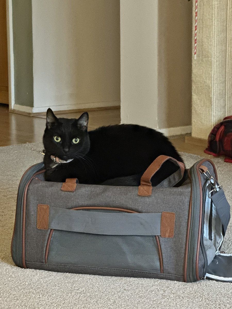 Marcy 🐈‍⬛🐾 tweet media