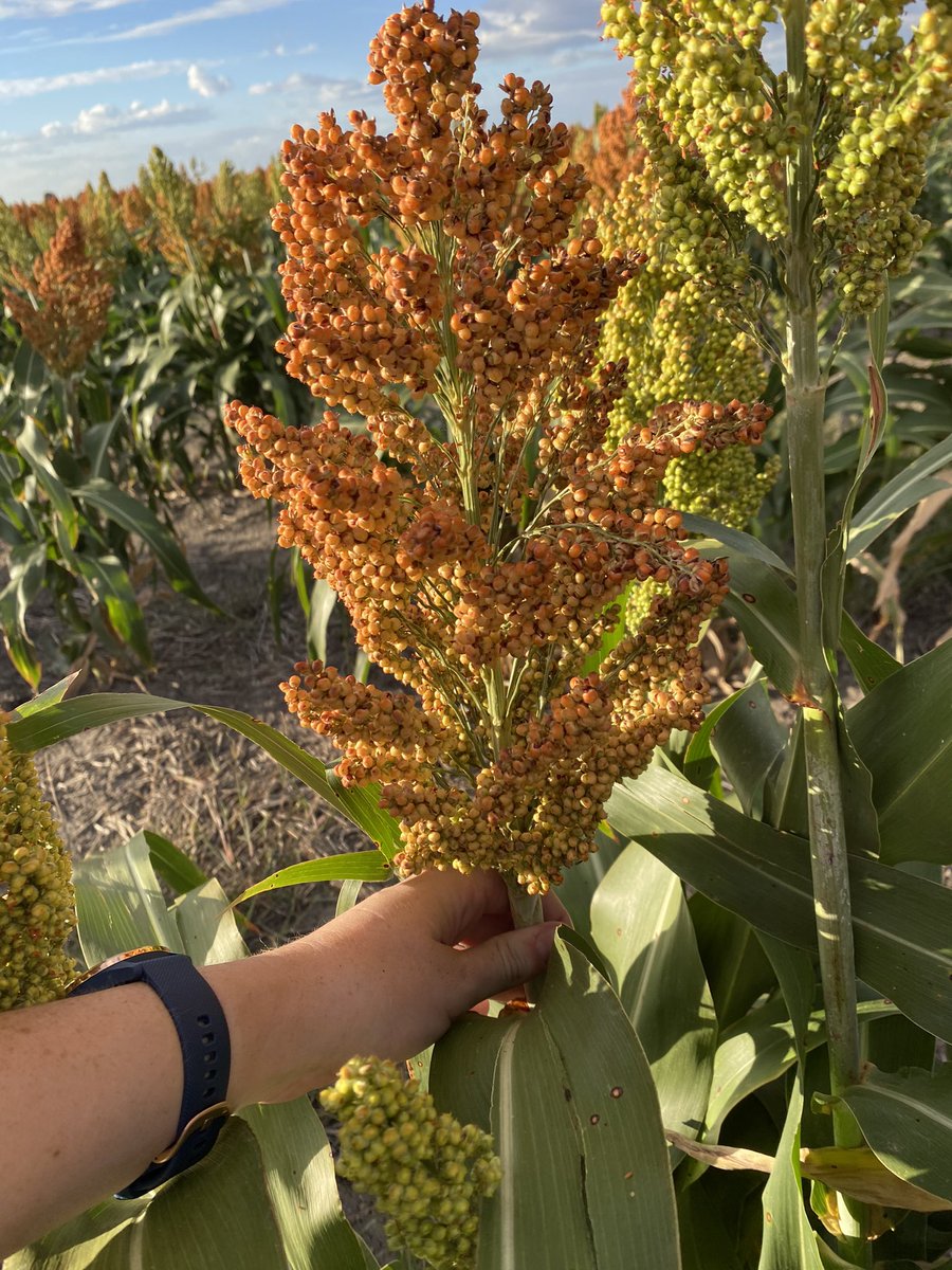 Good to be back in the Moree Plains! Called in for a beer with some family after work yesterday and couldn’t resist going for a quick croppy 🌱💯