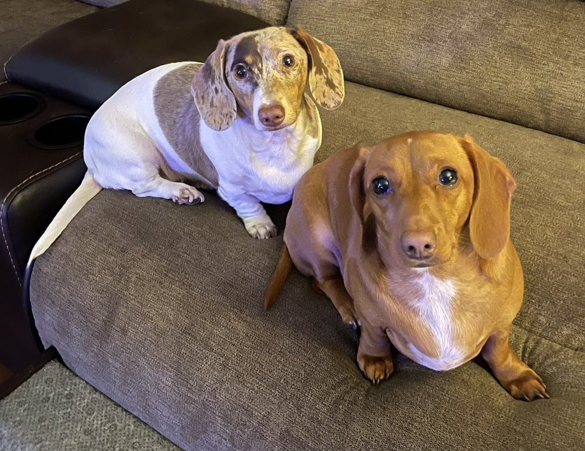 Hi pals! 🐾💞 #HappyWednesday ! We’ve been busy around da house and zoomies out in da sunshine ☀️! We have a joke for you. What’s a dogs favorite ice cream?! 🤔 Pupcicles! 🍦🤭😂 Hope your day has been pawsome, we 🫶 U! 😘 #DogsOfTwitter #WednesdayMotivation