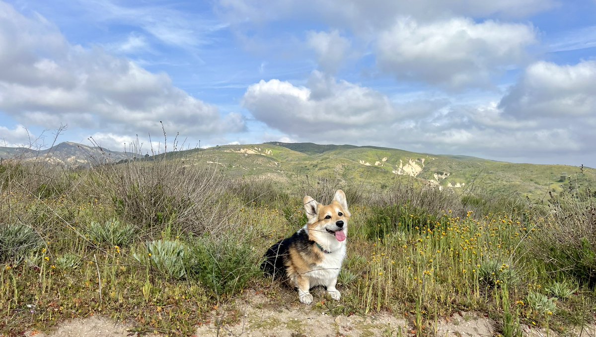 These hills are so ready to burst forth with wildflowers… you can almost feel the energy! #NatureTherapy #WildflowerWednesday #HikingDog
