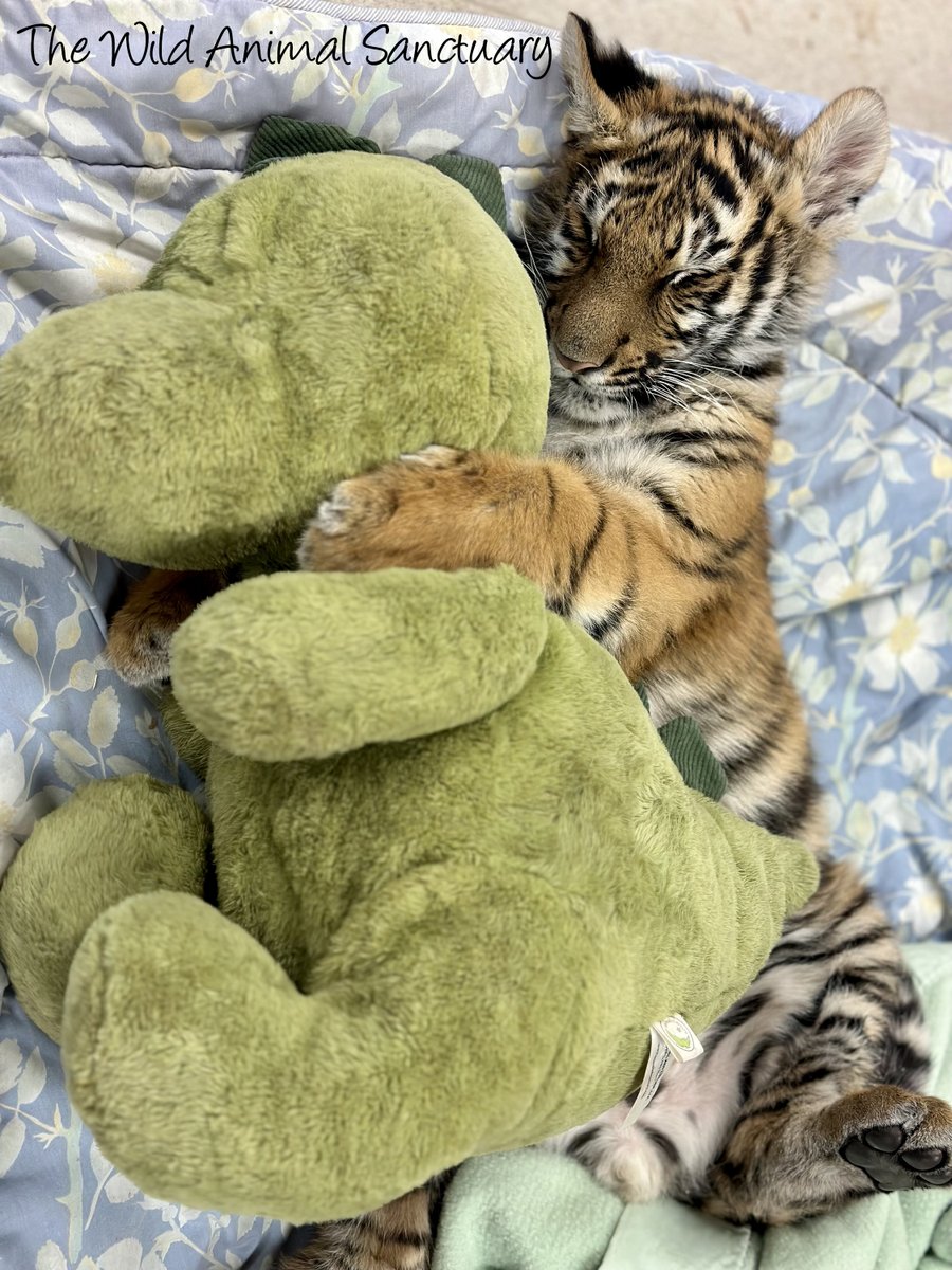 animalsanctuary tweet picture