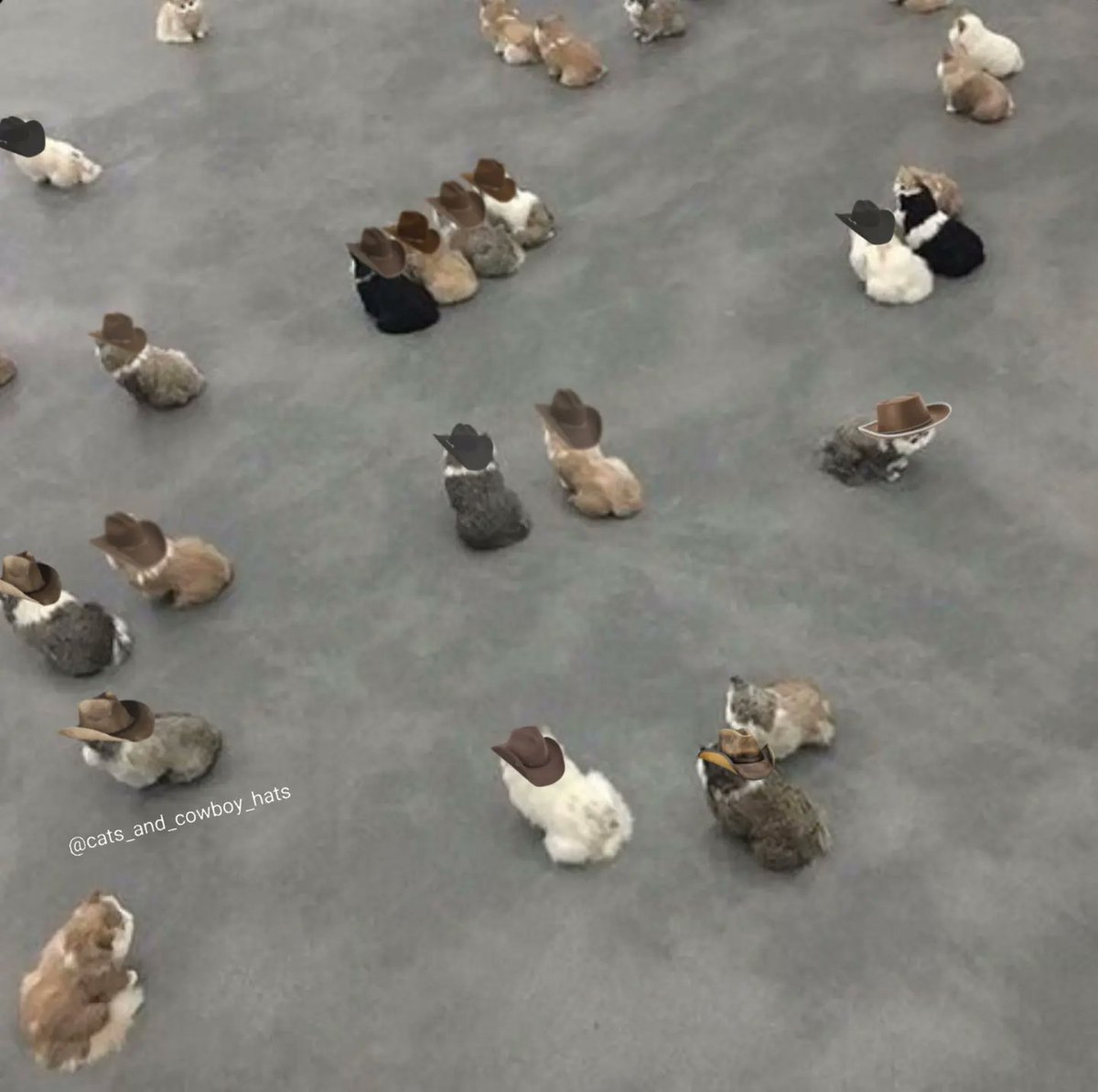 Cats And Cowboy Hats tweet media