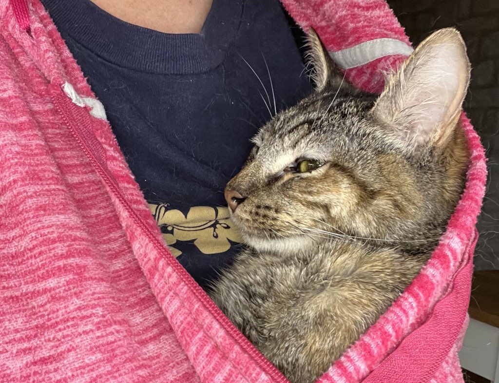 FeLV_cat's tweet photo. @FartyCheddarCat Well said!!! It's on #BucketlistforSculptureFalls to write nice poem like U. but hope for today a pink jacket works too? Love your poems Cheddar! #BullysBad #CheddarPoetry #PinkShirtDay #ItNiceToBeNice https://t.co/lBlHVeKOoR