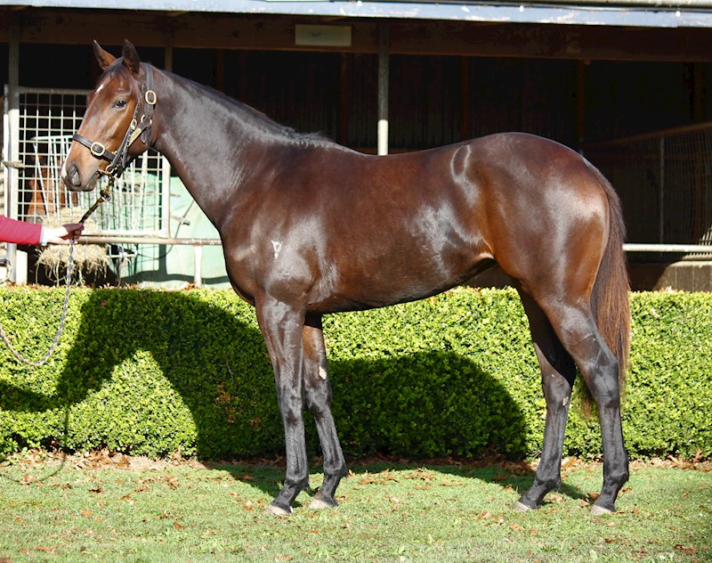gavelhouse's tweet image. 💥#GavelhouseGrad CHANTILLY LACE becomes U S Navy Flag's first winner in the SH following her triumph at Whanganui. 

She was secured as a rising 2YO for $66K, 8 months ago by @PMBRacing for @ChrissyBambry out of the @ValachiDowns Dispersal. Congrats all!

plus.gavelhouse.com/lot/617/unnamed