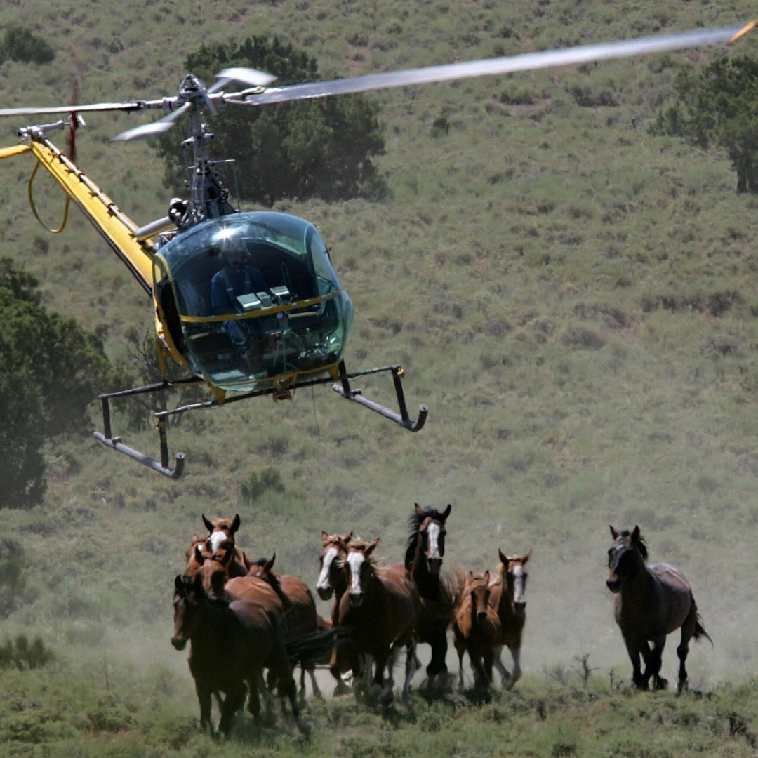 RewildingNow's tweet image. America's wild horses are among our nation's most cherished beings, and they are disappearing as quickly as the land they call home.

The future of America's rangelands depends on the freedom of our wild horses. #wildhorses #savewildhorses #roundups