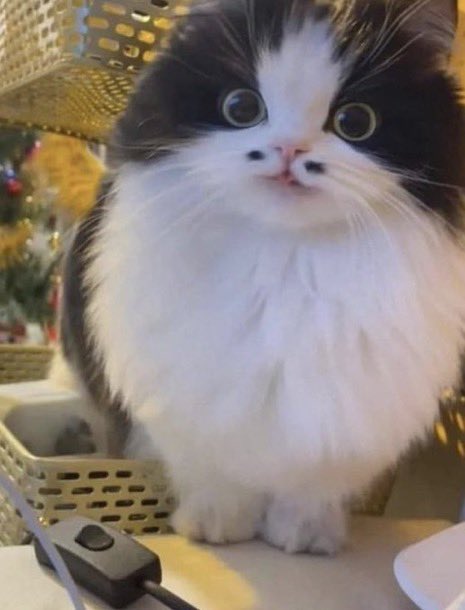 the witch rachel (@juniperascendin) on Twitter photo 