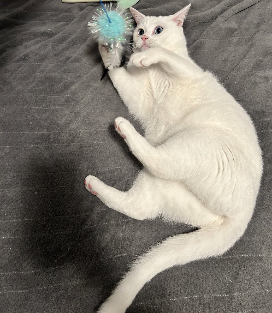 serclifford's tweet photo. Everyone thinks their own cats are the cutest but I genuinely think mine are so fcking cute (the tweet pic aren’t my cats lol) https://t.co/f8Wo7wEt58