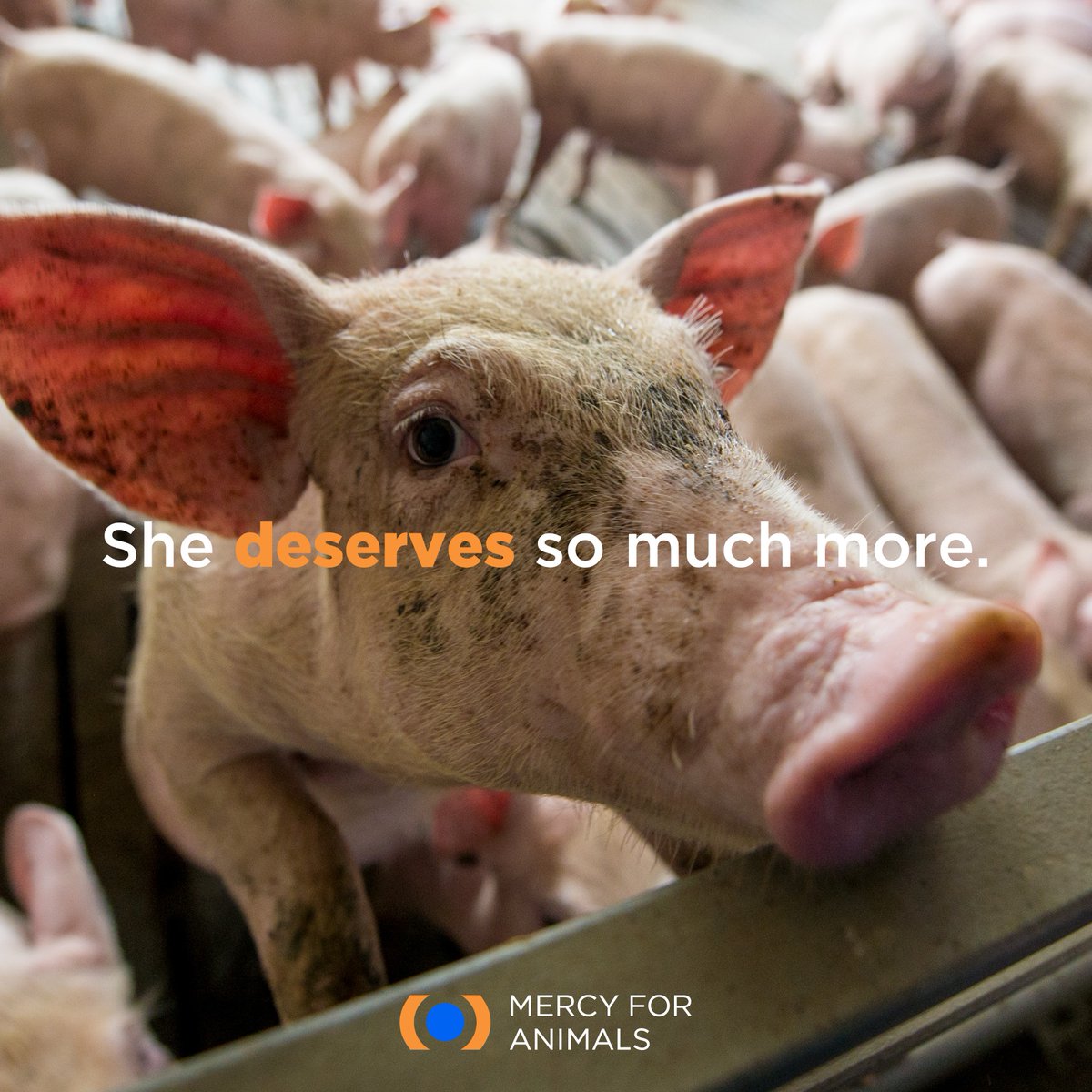 MercyForAnimals's tweet photo. Our food system is designed to commodify living beings and exploit those without power. 💔 #NationalPigDay https://t.co/LZ9AHMo1w2