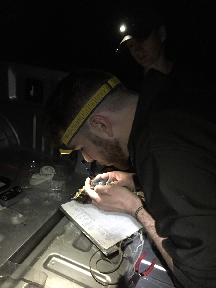 Aaron Skinner (@askinnerscience) on Twitter photo 2nd chapter of MS just published on winter space use in my favorite #nightjar the #EasternWhipPoorWill!
academic.oup.com/condor/advance…
Missing the long nights already!
<a href="/IllinoisNRES/">NRES at Illinois</a> <a href="/usfs_nrs/">Northern Research</a> <a href="/Thomas_J_Benson/">Thomas J. Benson</a> <a href="/Traval/">Ian Souza-Cole</a>
#ornithology #aerialinsectivores 2nd chapter of MS just published on winter space use in my favorite #nightjar the #EasternWhipPoorWill!
academic.oup.com/condor/advance…
Missing the long nights already!
<a href="/IllinoisNRES/">NRES at Illinois</a> <a href="/usfs_nrs/">Northern Research</a> <a href="/Thomas_J_Benson/">Thomas J. Benson</a> <a href="/Traval/">Ian Souza-Cole</a>
#ornithology #aerialinsectivores