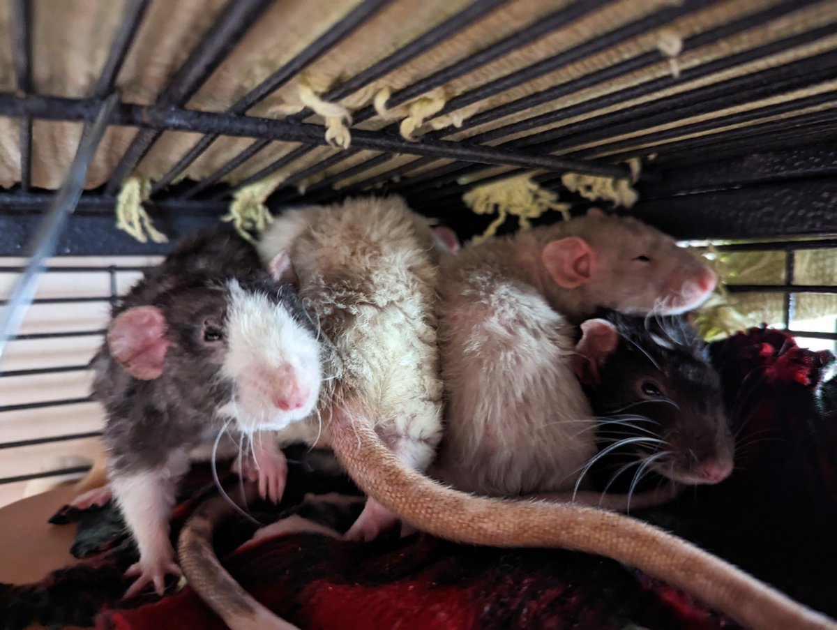 New foster rats settling into their Rattie Ratz foster home (San Francisco Bay Area, CA, USA) rattieratz.com