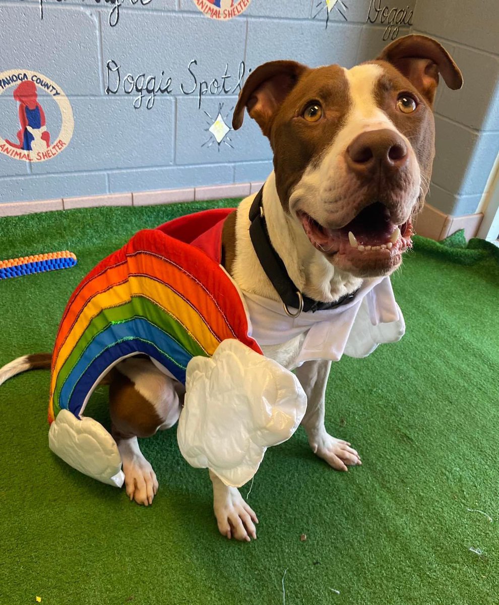 This weather is pretty crappy! Cold and wet, but tomorrow is looking brighter. You might even find a rainbow. I think I might see one now with a handsome pup at the end of it looking for a furever home. I could be all yours! 

🌈Toffee, the pot o’ gold! 

 #adoptme