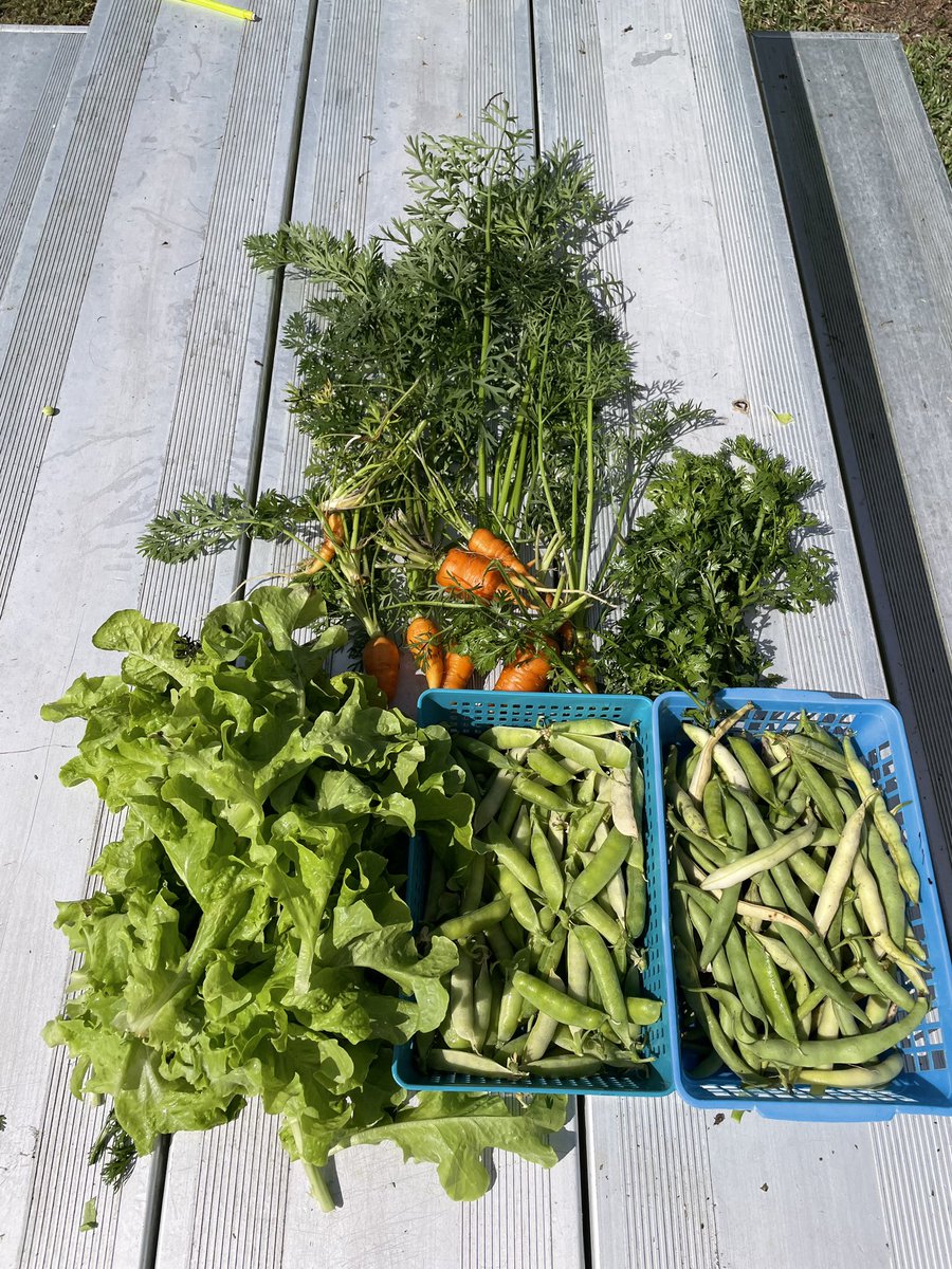 An abundant harvest! Global students busy at work!  <a href="/LynnLouis18/">Lynn Louis</a> <a href="/audgreen11/">audrey green</a>  <a href="/CasablancaMs/">Ms. Casablanca</a> <a href="/DrNesmith_STMS/">Dr. Leo Nesmith</a> @APLendickSTMS  <a href="/GlobalCitiesOrg/">Global Cities, Inc.</a>