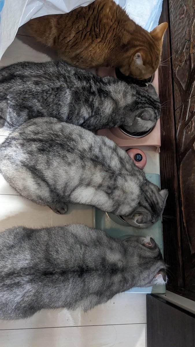 最近肥えて来た🐈🐈‍⬛🐈‍⬛🐈‍⬛

#ねこ #猫 #cat #こねこ #マンチカン #スコティッシュフォールド #猫のいる暮らし #猫好き