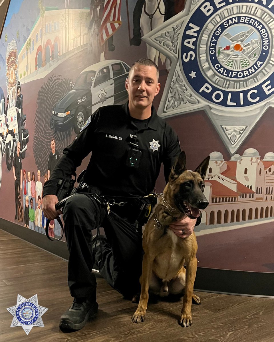 Meet our newest K9 handler Officer McCallon and his partner #K9 Timur! Timur is a four-year-old Belgian Malinois. They start together next week on patrol. Welcome to #TeamSBPD K9 Timur! 

#PoliceDog #WorkingDog #ThisCouldBeYou #StandardOfExcellence #SanBernardino @SBPD_CHIEF