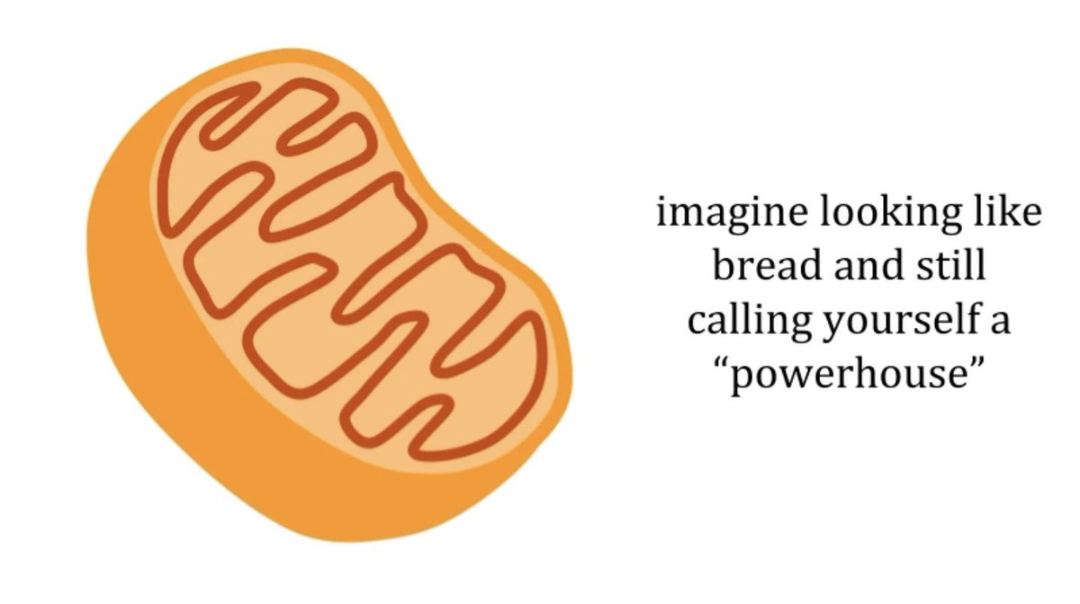 Nucleus the brains 🧠 tweet media