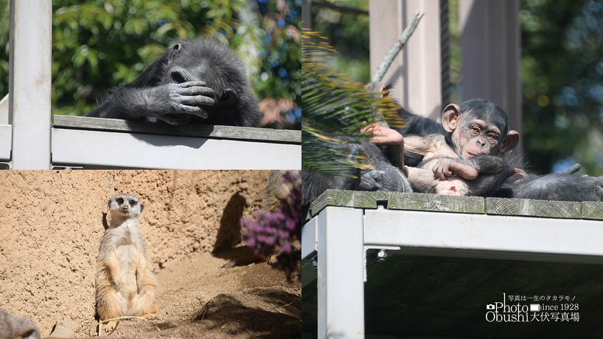 先日、幼稚園のお別れ遠足で
＃到津の森公園　へ🐵
・何かを悩むおさるさん
・可愛いサルの赤ちゃん
・佇むカメラ目線のミーアキャット
子どもたちも様々な動物を見られて楽しそうでした♪
＠小倉北区到津
＃ふわもこ部
#カメラ好きな人と繫がりたい 
＃写真館のお仕事
#写真好きな人と繫がりたい