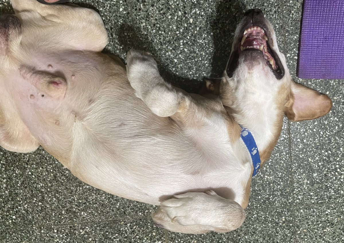 MalenaStein's tweet photo. TOTO sigue EN ADOPCIÓN.
Hoy nos reencontramos y todavía no entiendo como nadie pregunta por él, es tan bueno, dulce, cariñoso y agradecido. Sé que tiene que ser alguien muy especial para adoptar a un perrito disca, pero te voy a encontrar.
🙏🏻RT para llegar a mas gente. Gracias.🥺 https://t.co/JvyC7c8f7Z