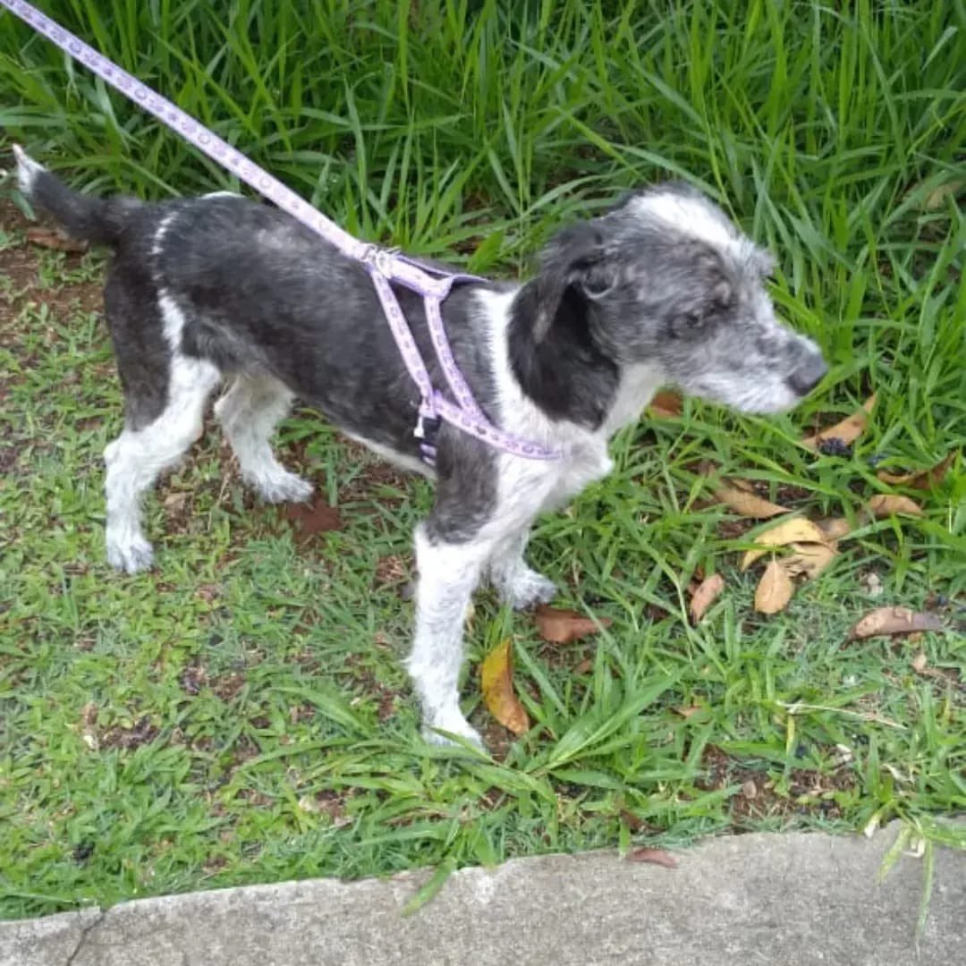 kaotinho's tweet photo. A “familia” da Belinha se mudou e a abandonou trancada dentro de 🏠. 

Após denúncia de vizinhos e ajuda do síndico, foi possível resgata-la com vida!

Agora precisamos de uma família de verdade pra ela, que já está há quase 1 ano no abrigo. 

Boazinha de tudo, média pequena. SP! https://t.co/fapnFptMDS