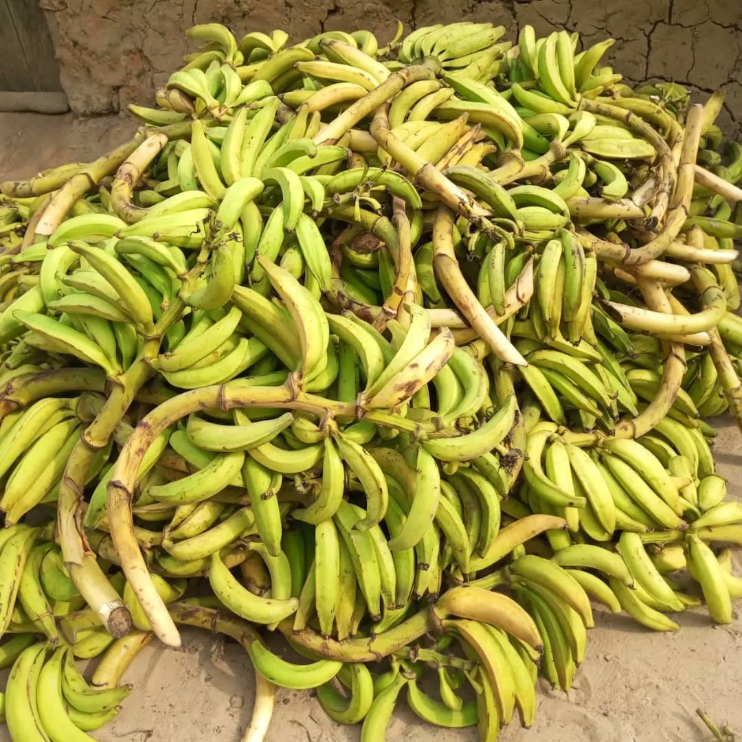 SamuelPeaChan's tweet photo. These bunches of attractive plantain are freshly harvested from Eazy Farms.

Do you know that this bountiful harvest can be yours?

ASK ME HOW????

+234 8095385546. https://t.co/GXACyiZnLQ