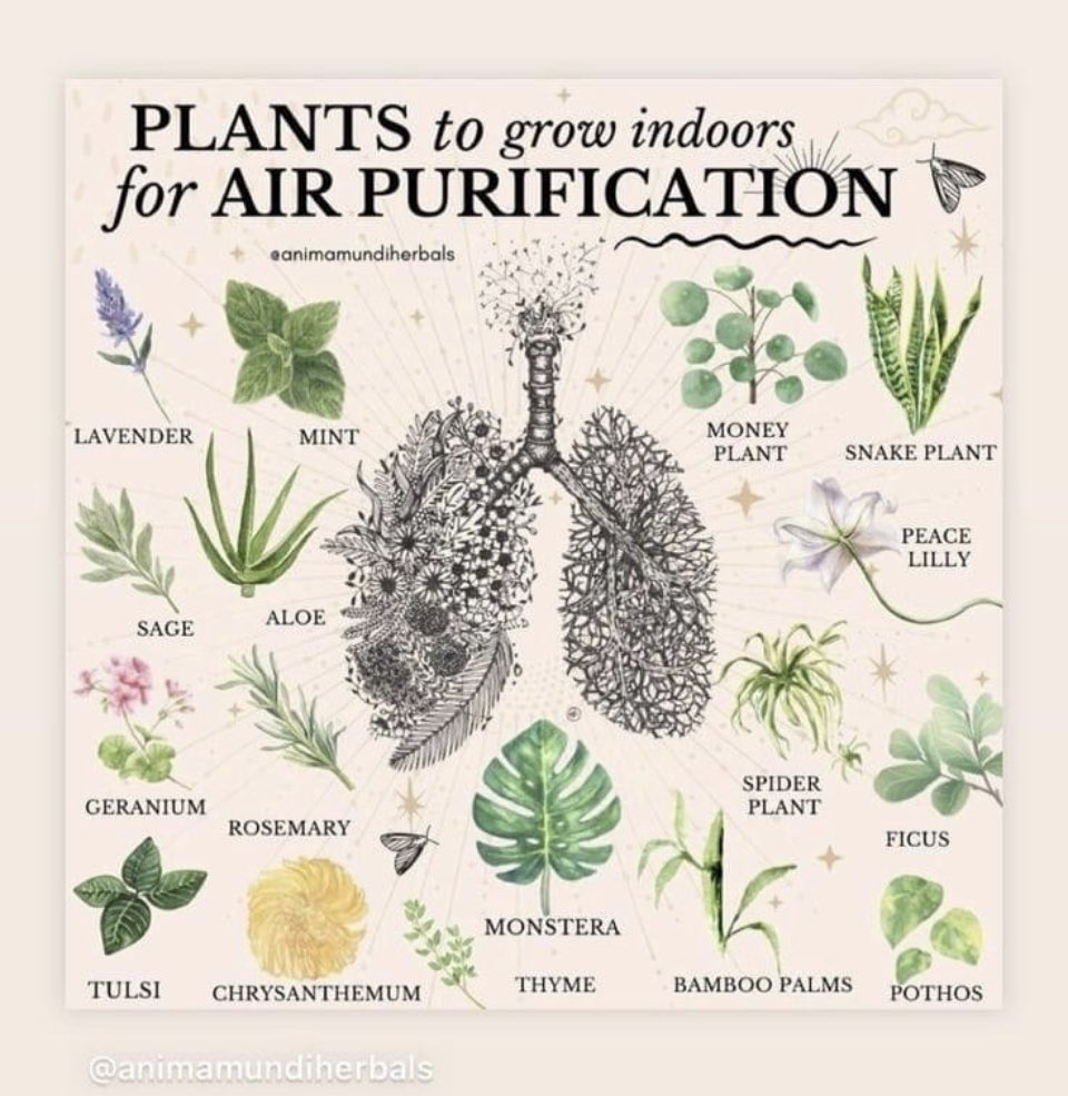 Daaimah Tibrey tweet media
