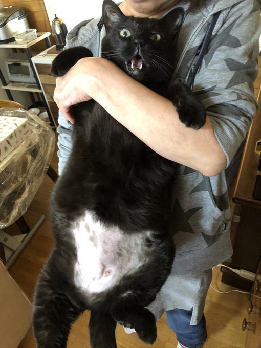 猫の日は終わりましたが
我が家の猫を… 