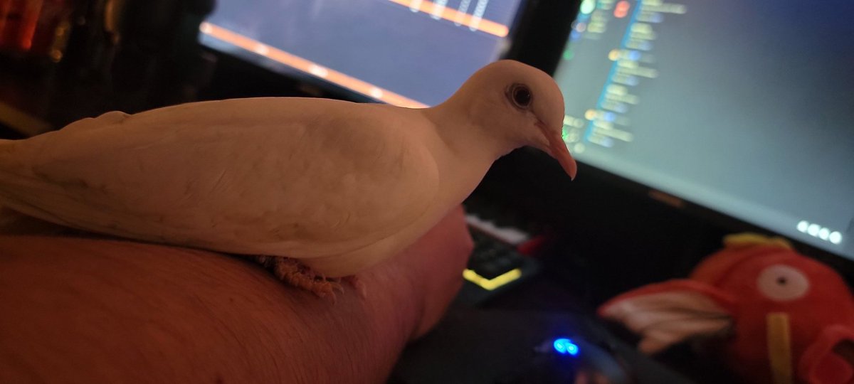 JoeIProductions's tweet image. Finally getting it used to being handled and least to say, sparkle learned real fast that I'm a safe lad hah!