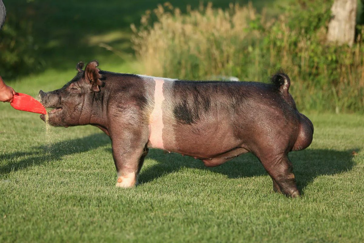 SGIBoars's tweet photo. DASH 8 :: Stay Classy x Blind Luck
Bred by :: Hilty Showpigs, PA
Read more about him here https://t.co/67Huexyysh. #SGIBOARS https://t.co/eI9vGEPxyU