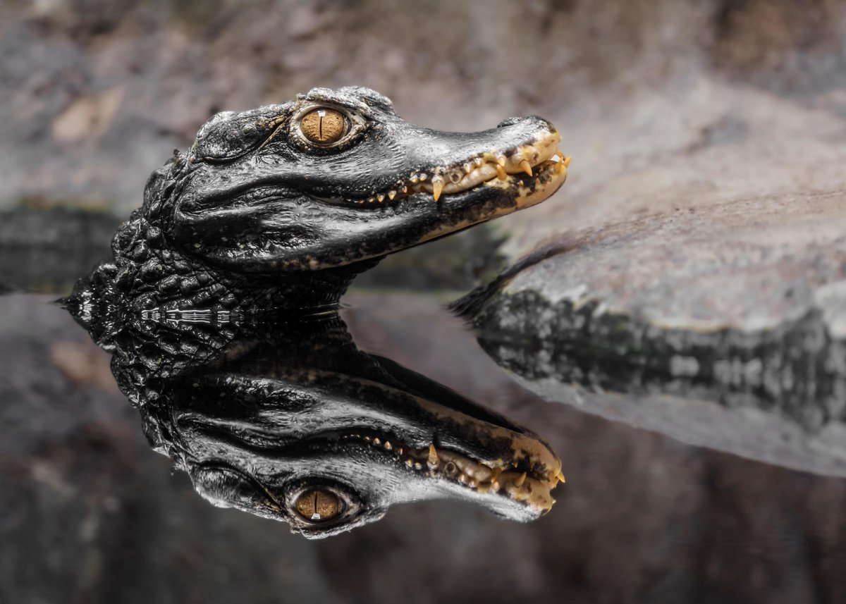 digital_duck's tweet photo. I like how some dwarf caiman resemble hollywood monsterfied dinosaurs and other reptiles. The angry bulging eyes with wacky teeth and a devious sneer. Little gremlins https://t.co/Ytj1wPJfQ4