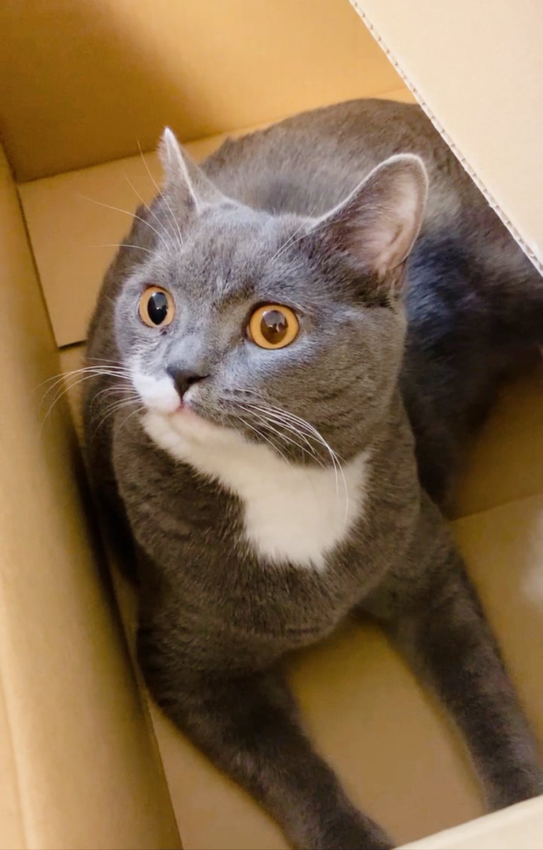 1日出遅れてしまいましたが、猫の日を祝わせてもらいます！にびすけ、我が家に来てくれてありがとう✨いつも猫吸いさせてくれてありがとうね🐈🐾大好きだよ！

#ねこの日 #猫の日2023 
#にゃんにゃんにゃんの日