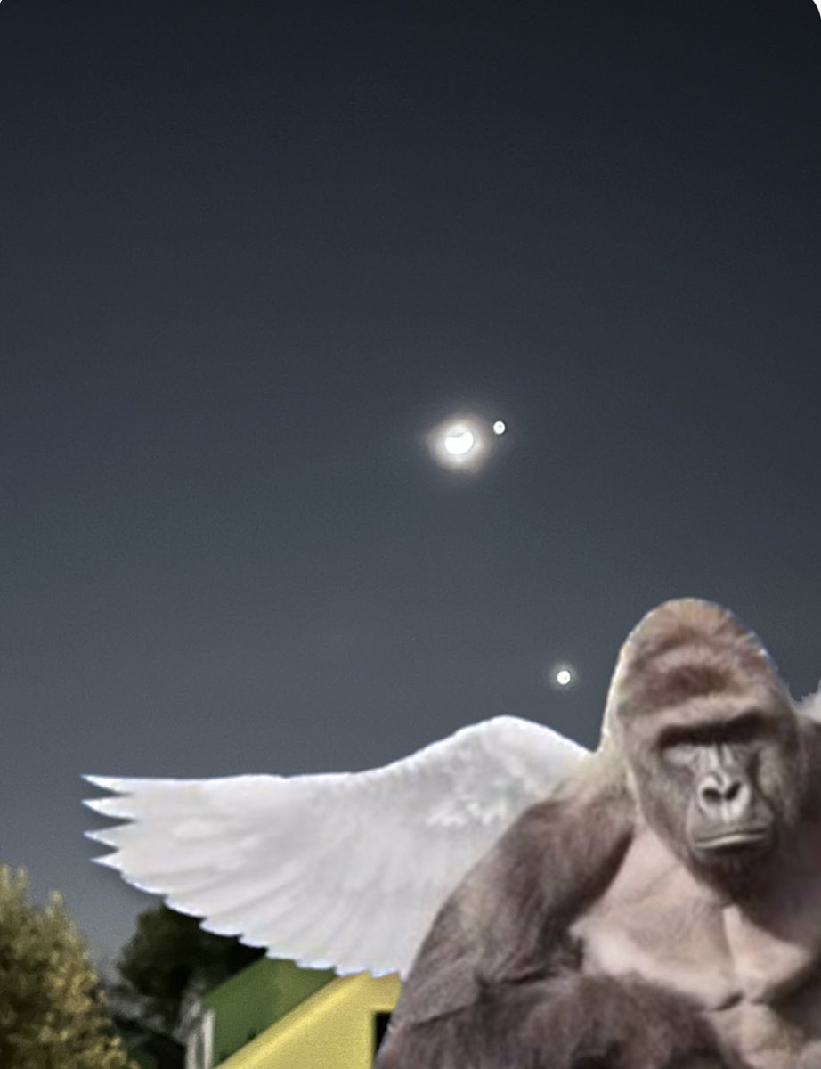 USC Gamecocks tweet media