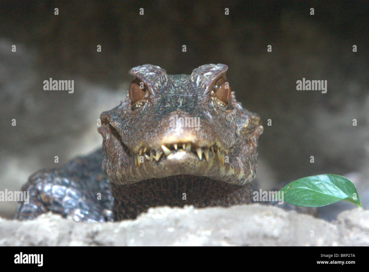 digital_duck's tweet photo. I like how some dwarf caiman resemble hollywood monsterfied dinosaurs and other reptiles. The angry bulging eyes with wacky teeth and a devious sneer. Little gremlins https://t.co/Ytj1wPJfQ4