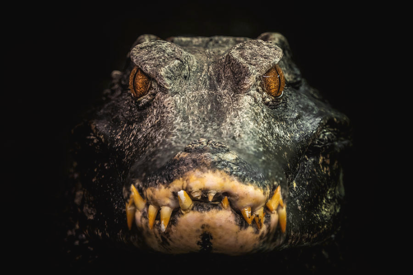 digital_duck's tweet photo. I like how some dwarf caiman resemble hollywood monsterfied dinosaurs and other reptiles. The angry bulging eyes with wacky teeth and a devious sneer. Little gremlins https://t.co/Ytj1wPJfQ4
