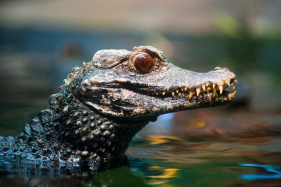 digital_duck's tweet photo. I like how some dwarf caiman resemble hollywood monsterfied dinosaurs and other reptiles. The angry bulging eyes with wacky teeth and a devious sneer. Little gremlins https://t.co/Ytj1wPJfQ4